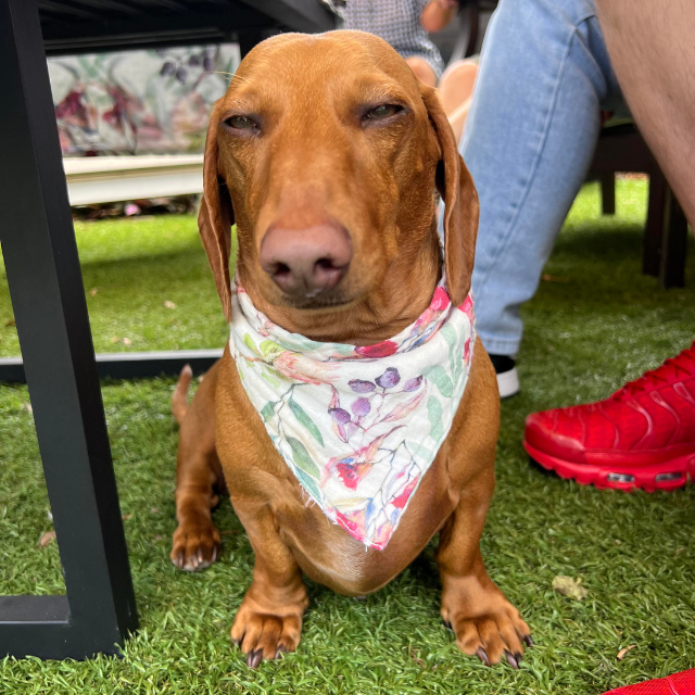 Dog wearing pet bandana ay barbeque